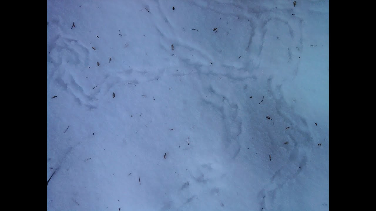 Peace of White